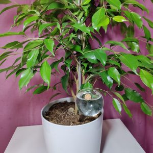 Lasinen kastelupallo on sekä kaunis että käytännöllinen apu lyhyen matkan ajaksi