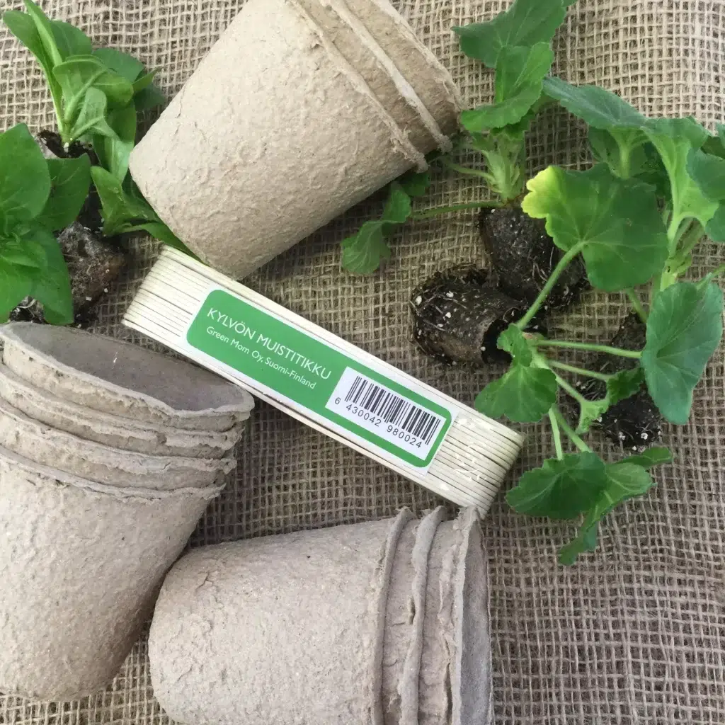 Pistokkaiden kasvattaminen taimiksi on hauskaa ja helppoa