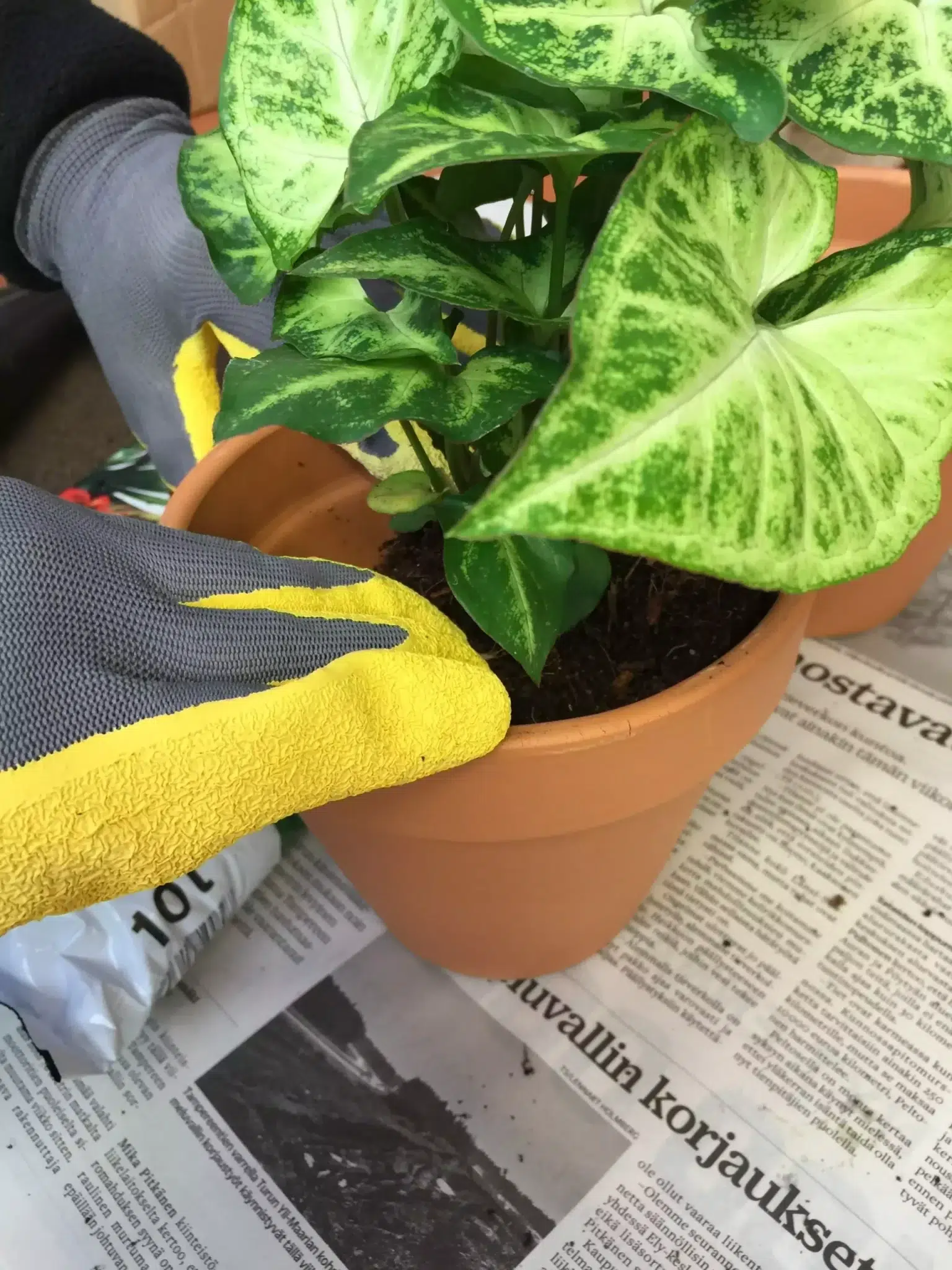 Saviruukku on monesti paras ruukkuvaihtoehto koska se hengittää ja antaa kasvin kuivahtaa kastelujen välillä