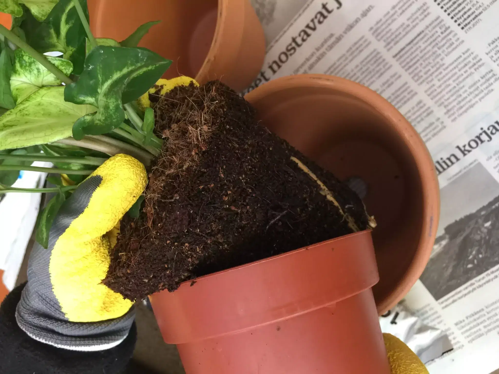 Valitse mullanvaihdossa oikea multa kasvin mukaan