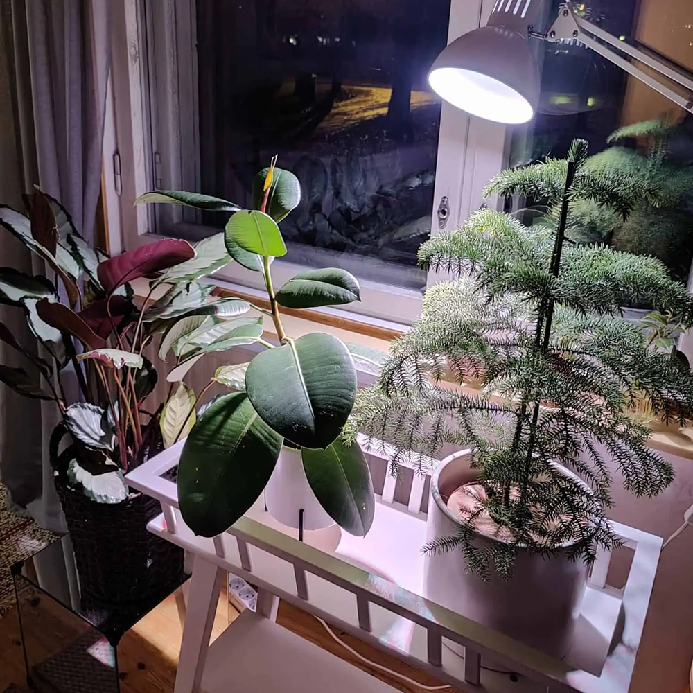 Vinkit viherkasvien hoitoon talviaikaan